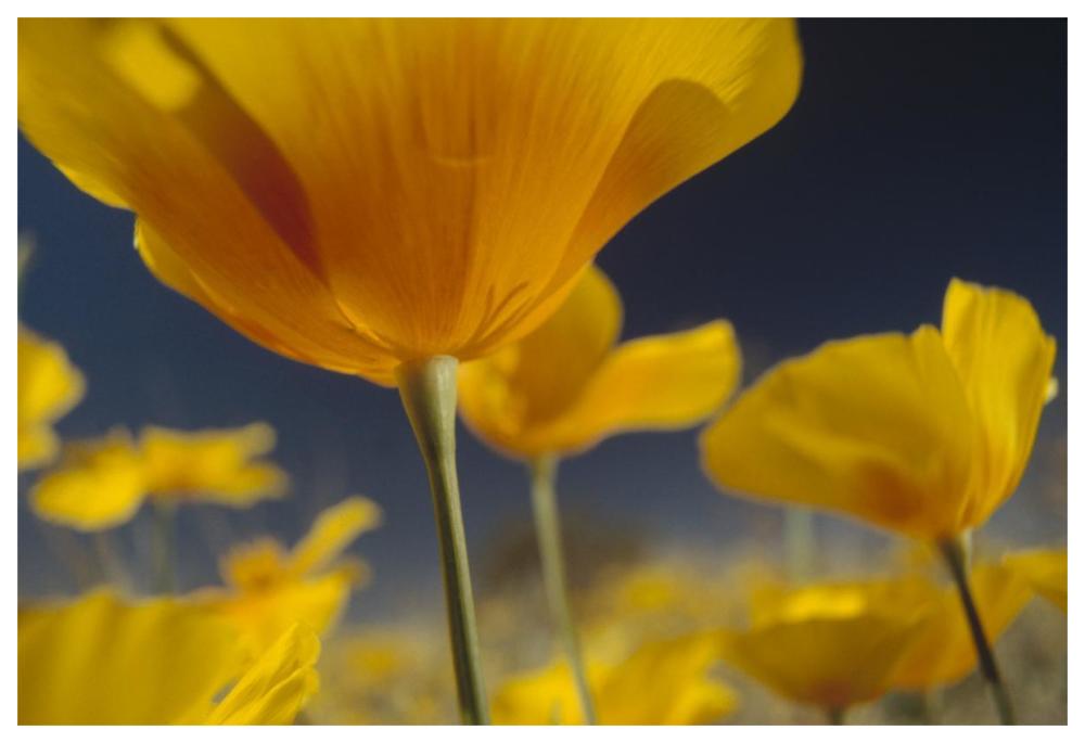 Mexican Golden Poppy detail, New Mexico-Paper Art-62"x42"