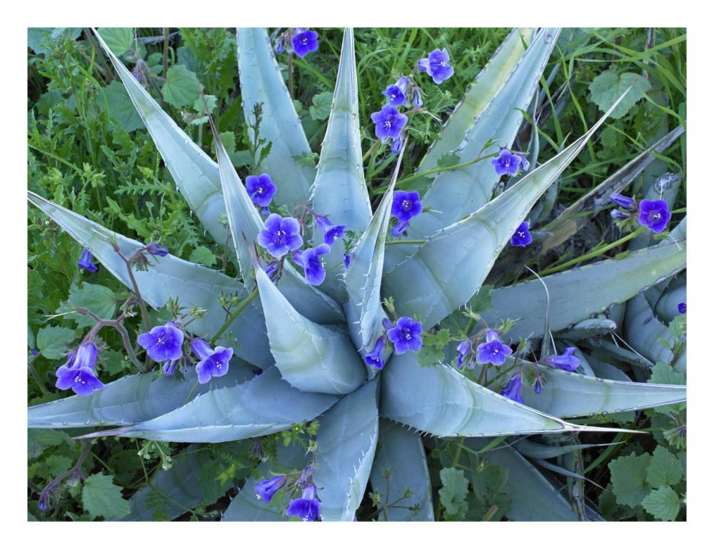 Desert Bluebell and Agave North America-Paper Art-26"x20"