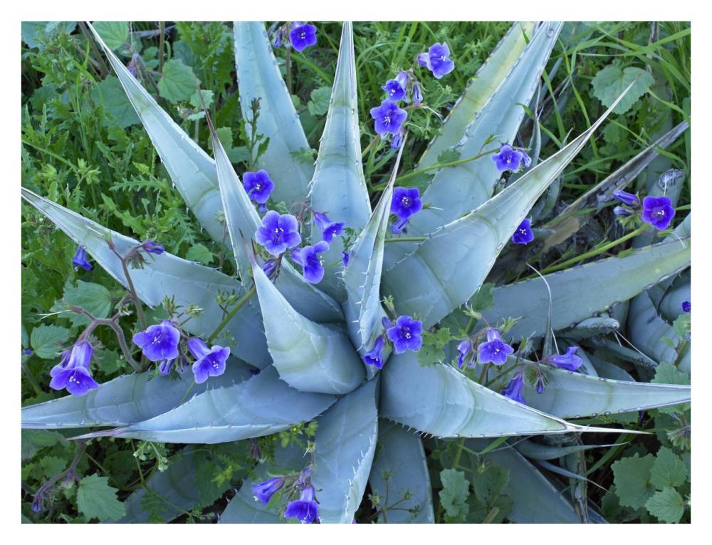 Desert Bluebell and Agave North America-Paper Art-34"x26"