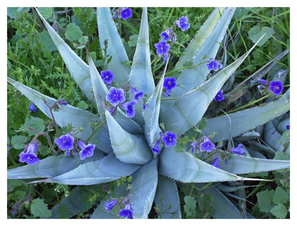 Desert Bluebell and Agave North America-Paper Art-42"x32"