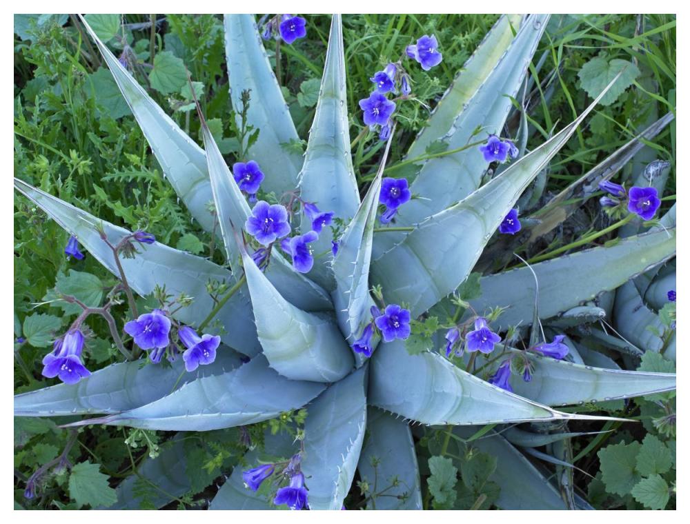 Desert Bluebell and Agave North America-Paper Art-50"x38"