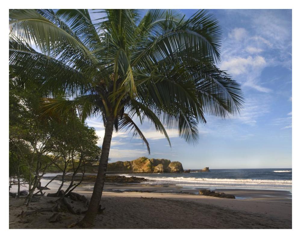 Palm trees line Pelada Beach, Costa Rica-Paper Art-34"x26"