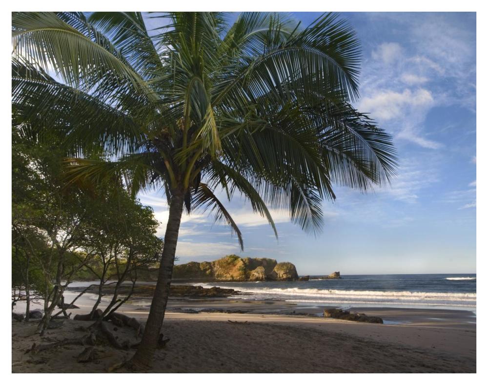 Palm trees line Pelada Beach, Costa Rica-Paper Art-42"x32"