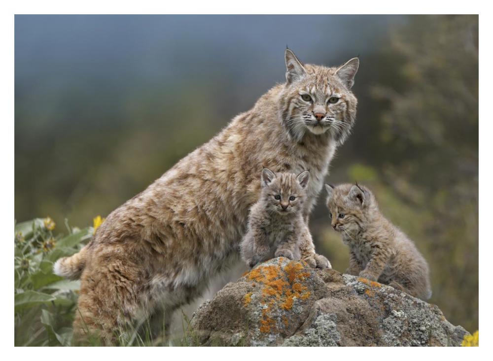 Bobcat mother and kittens, North America-Paper Art-18"x14"