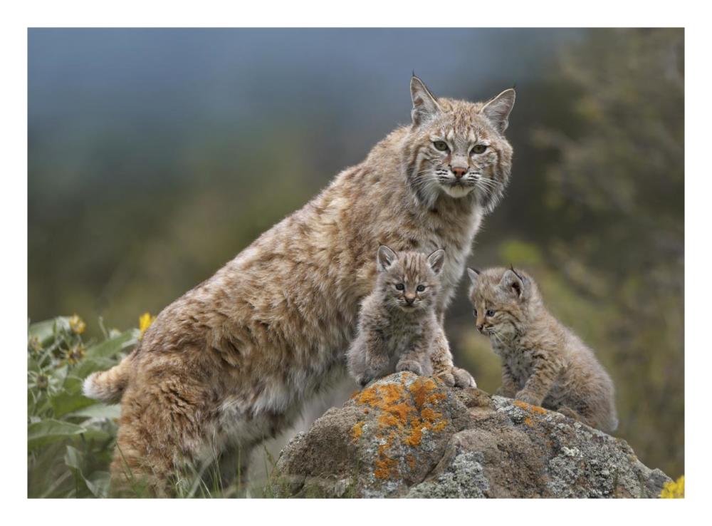 Bobcat mother and kittens, North America-Paper Art-26"x20"