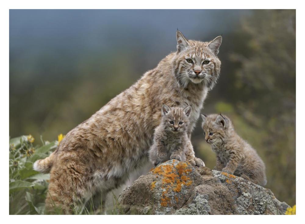 Bobcat mother and kittens, North America-Paper Art-34"x26"