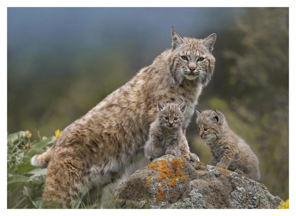 Bobcat mother and kittens, North America-Paper Art-42"x32"