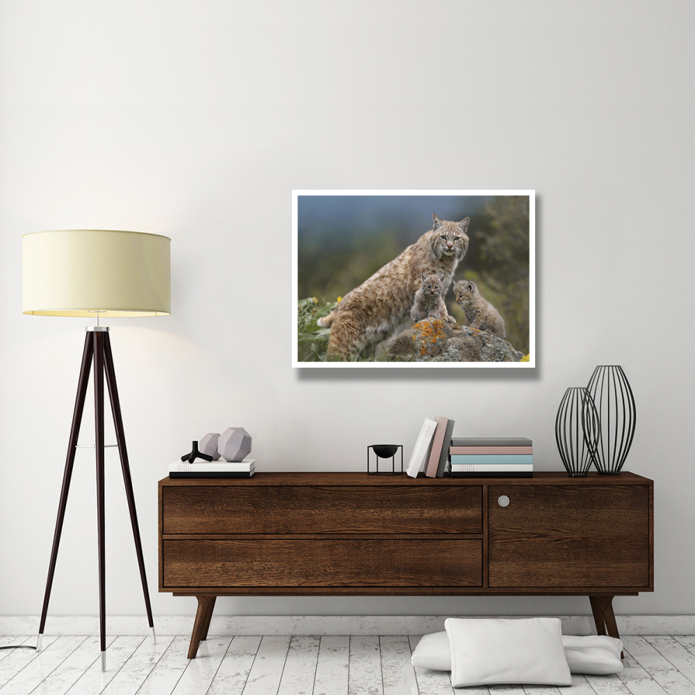 Bobcat mother and kittens, North America-Paper Art-42&quotx32"