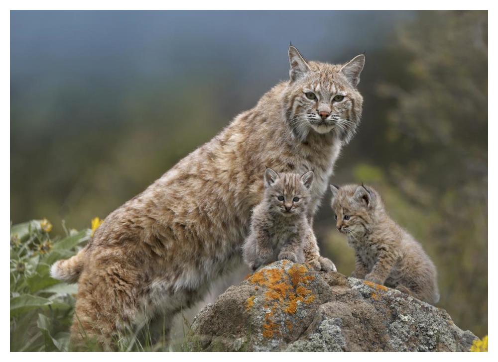 Bobcat mother and kittens, North America-Paper Art-50"x38"