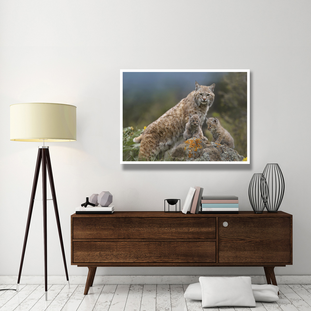 Bobcat mother and kittens, North America-Paper Art-50&quotx38"