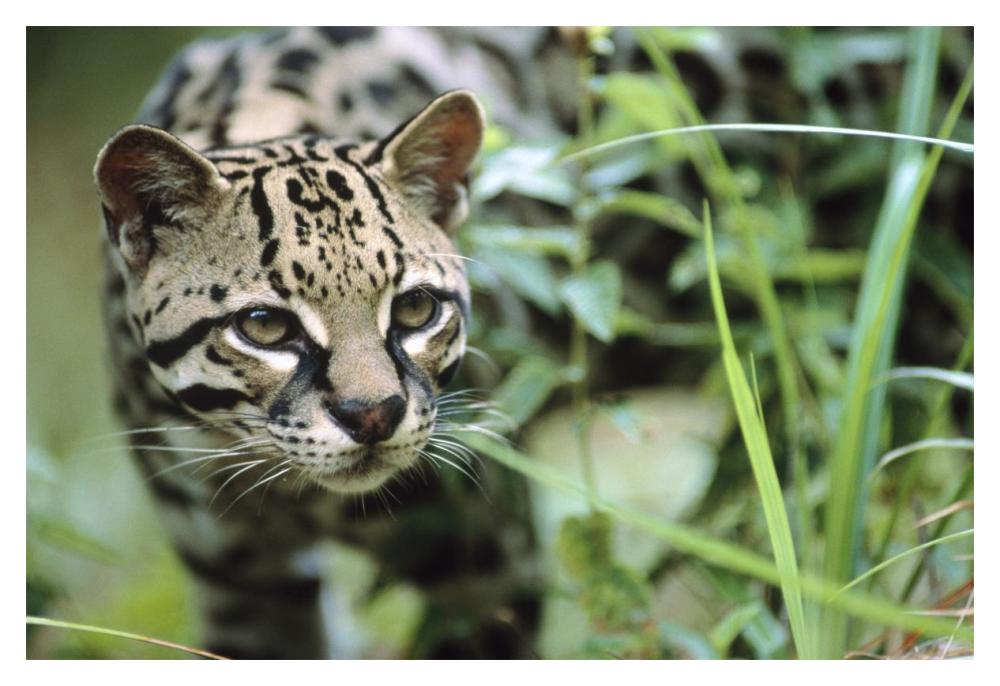 Ocelot portrait, Belize, Central America-Paper Art-20"x14"