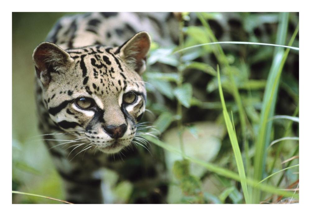 Ocelot portrait, Belize, Central America-Paper Art-26"x18"