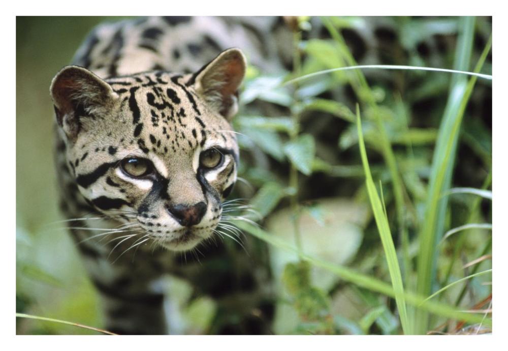 Ocelot portrait, Belize, Central America-Paper Art-32"x22"