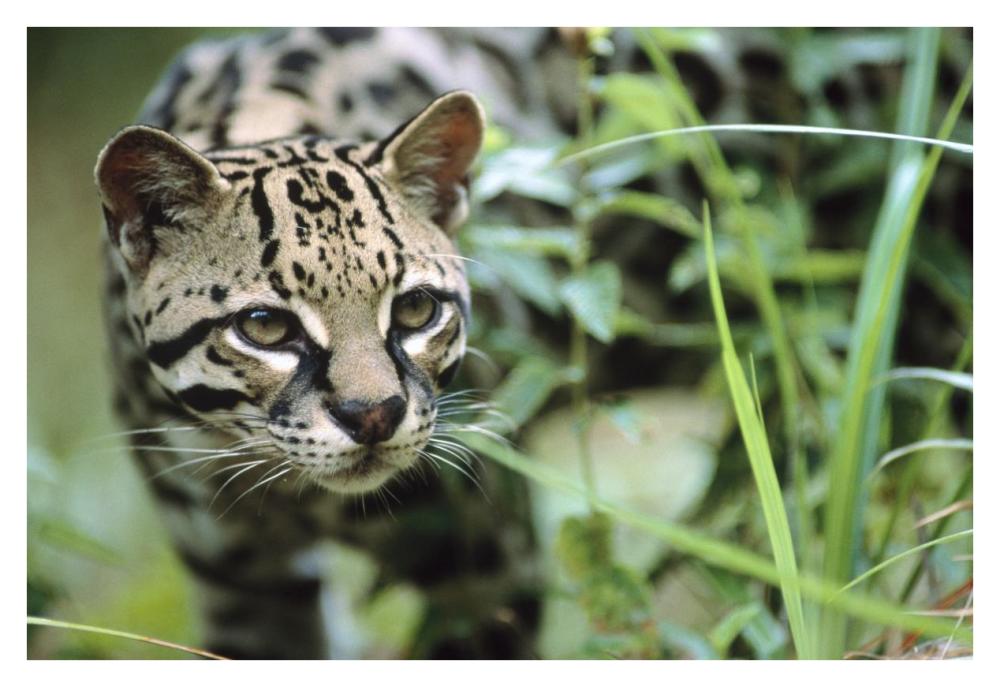 Ocelot portrait, Belize, Central America-Paper Art-38"x26"