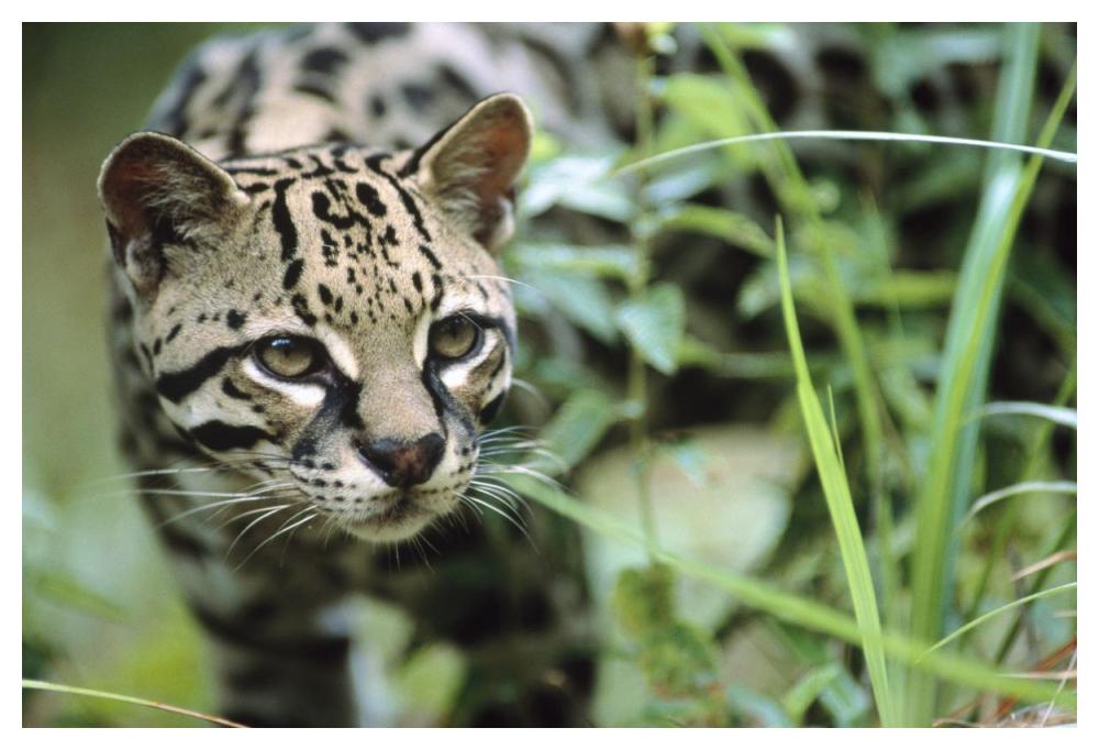 Ocelot portrait, Belize, Central America-Paper Art-50"x34"
