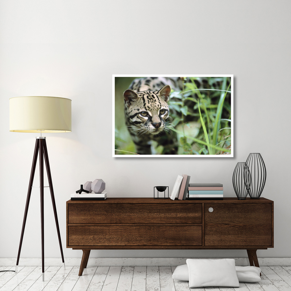 Ocelot portrait, Belize, Central America-Paper Art-50&quotx34"