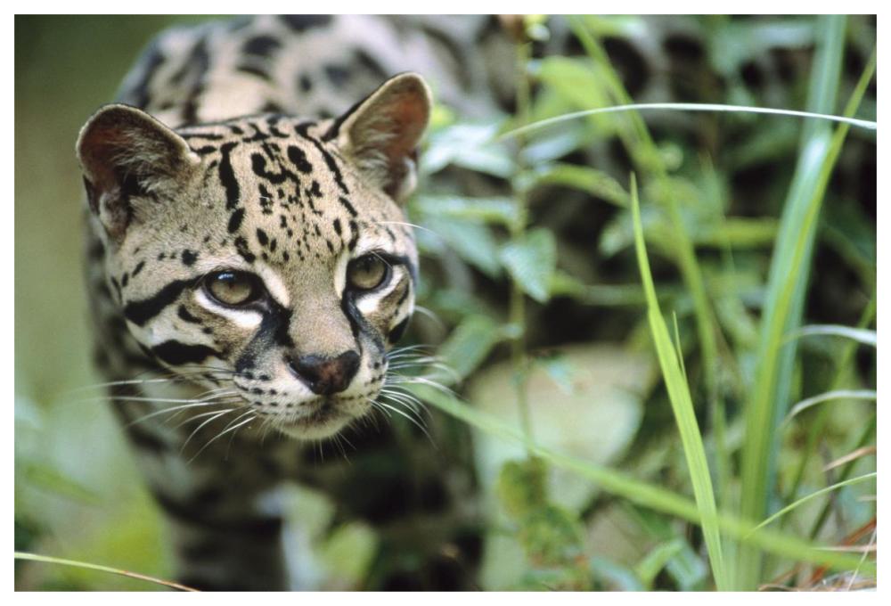 Ocelot portrait, Belize, Central America-Paper Art-62"x42"