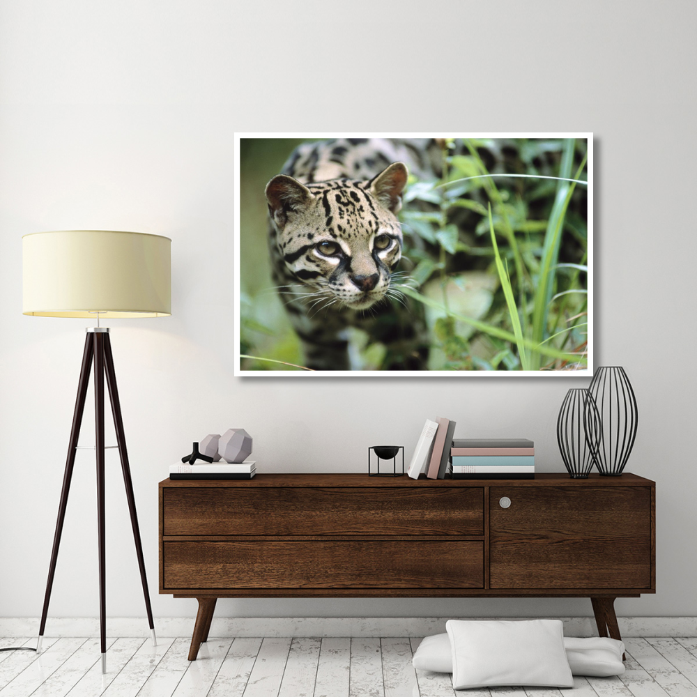 Ocelot portrait, Belize, Central America-Paper Art-62&quotx42"