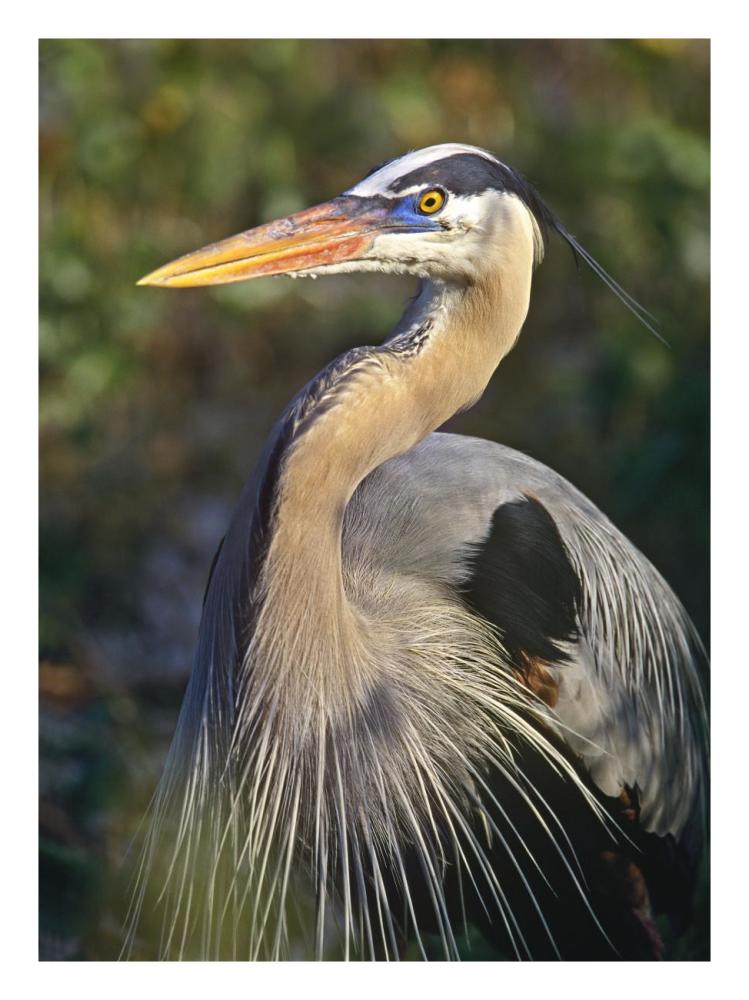 Great Blue Heron portrait, North America-Paper Art-20"x26"