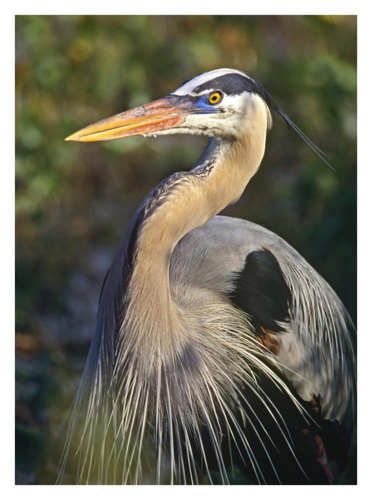 Great Blue Heron portrait, North America-Paper Art-26"x34"