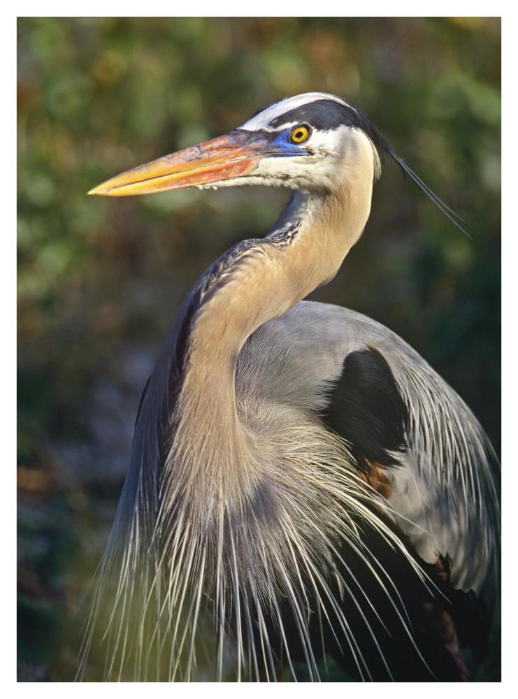 Great Blue Heron portrait, North America-Paper Art-32"x42"