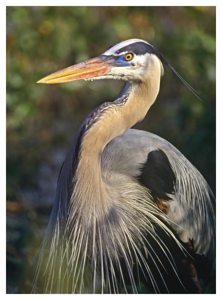 Great Blue Heron portrait, North America-Paper Art-38"x50"