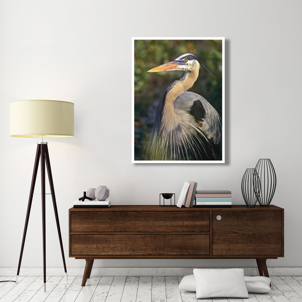 Great Blue Heron portrait, North America-Paper Art-38&quotx50"