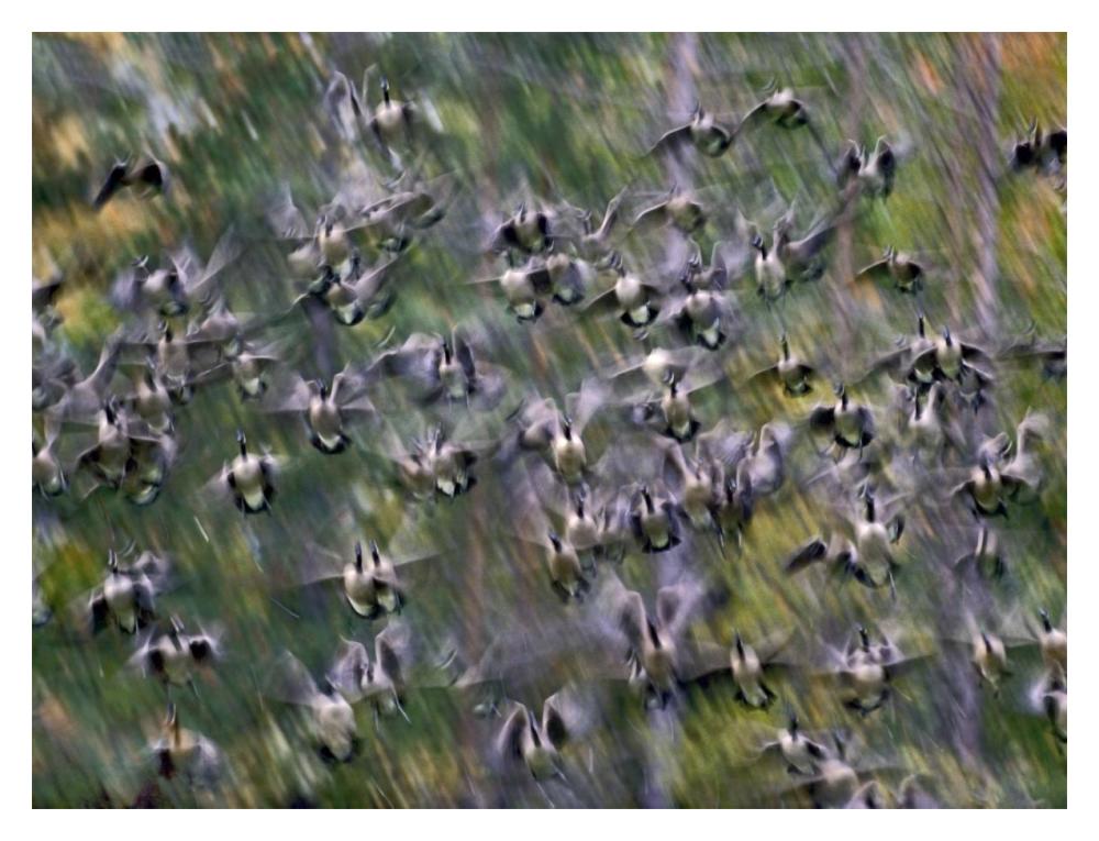 Canada Goose flock flying, North America-Paper Art-18"x14"
