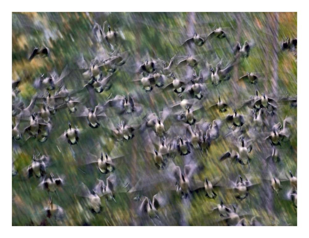 Canada Goose flock flying, North America-Paper Art-26"x20"