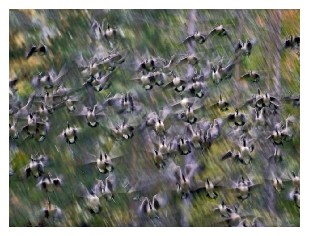 Canada Goose flock flying, North America-Paper Art-34"x26"