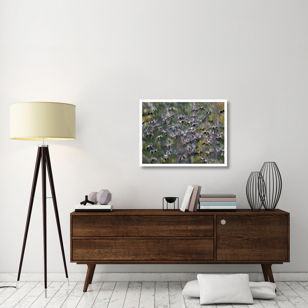 Canada Goose flock flying, North America-Paper Art-34&quotx26"