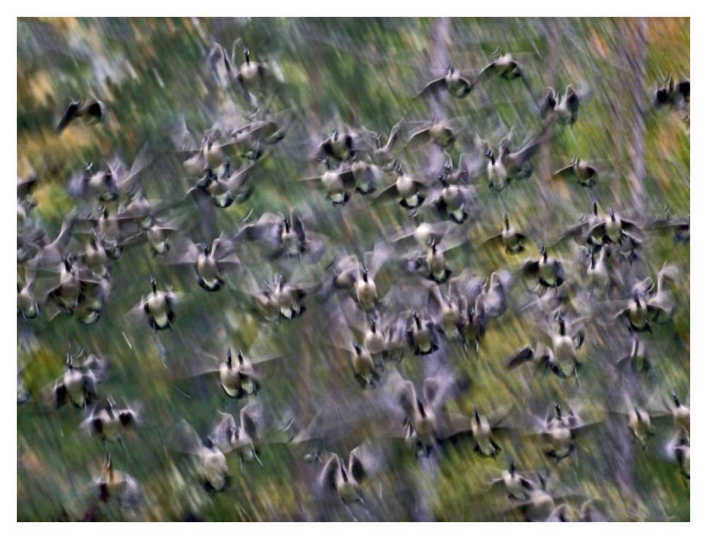 Canada Goose flock flying, North America-Paper Art-42"x32"