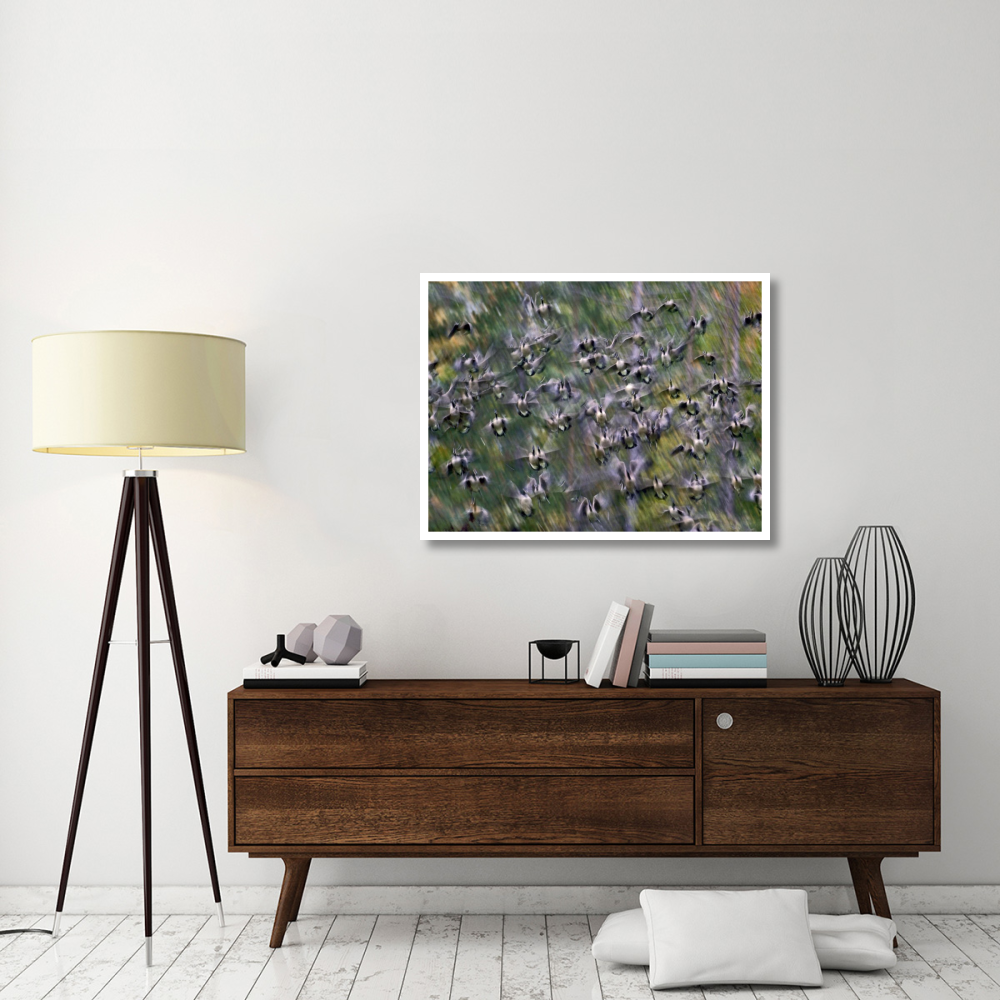 Canada Goose flock flying, North America-Paper Art-42&quotx32"