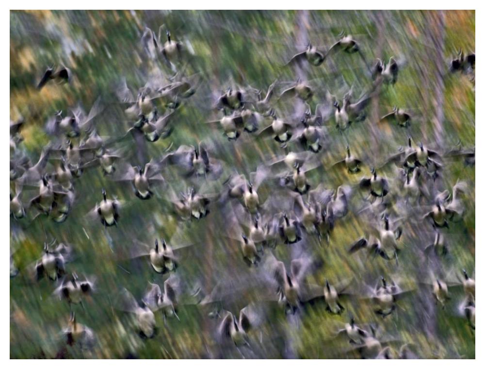 Canada Goose flock flying, North America-Paper Art-50"x38"