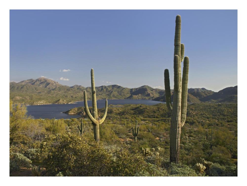 Saguaro cactus at Bartlett Lake, Arizona-Paper Art-26"x20"