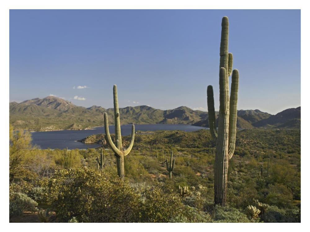 Saguaro cactus at Bartlett Lake, Arizona-Paper Art-34"x26"