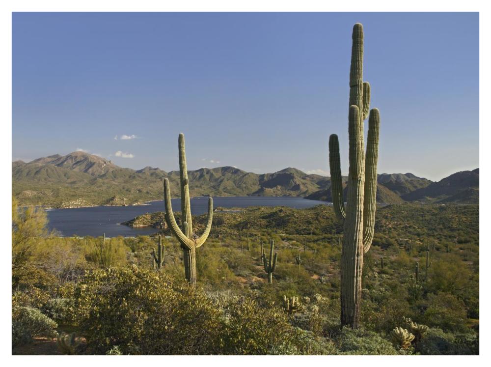 Saguaro cactus at Bartlett Lake, Arizona-Paper Art-42"x32"