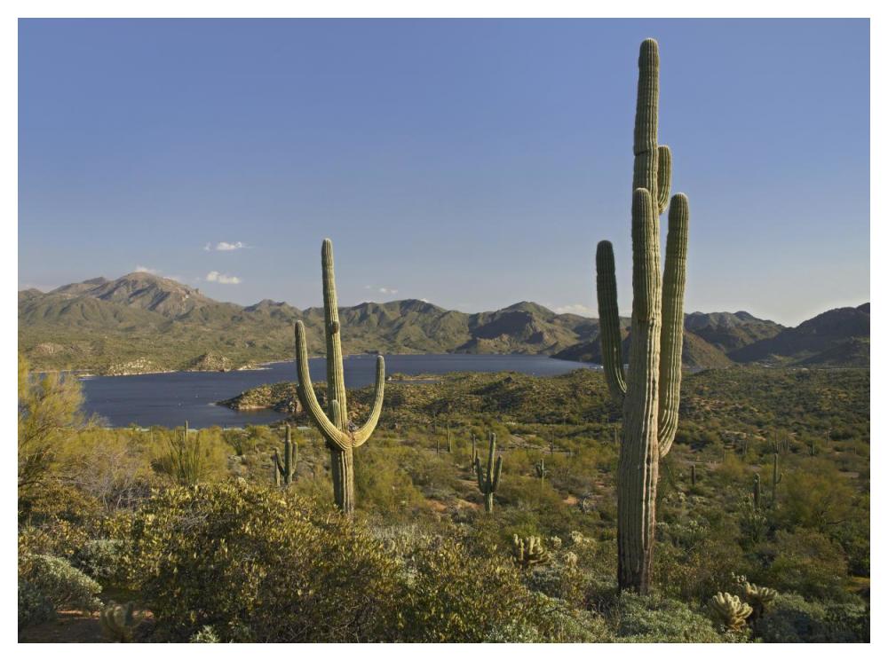 Saguaro cactus at Bartlett Lake, Arizona-Paper Art-50"x38"