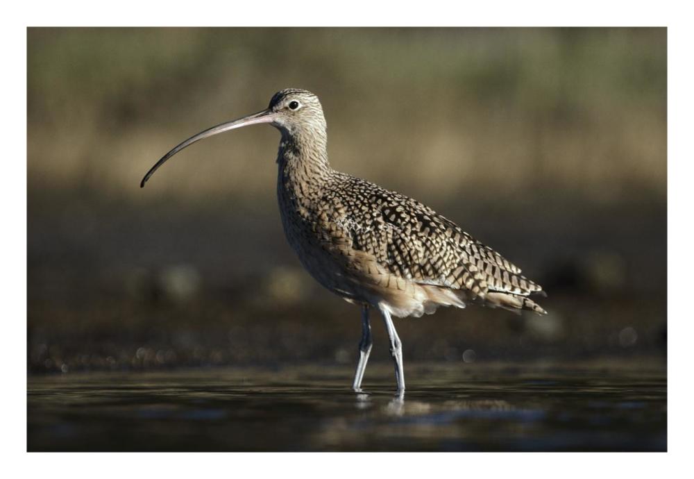 Long-billed Curlew wading, North America-Paper Art-26"x18"