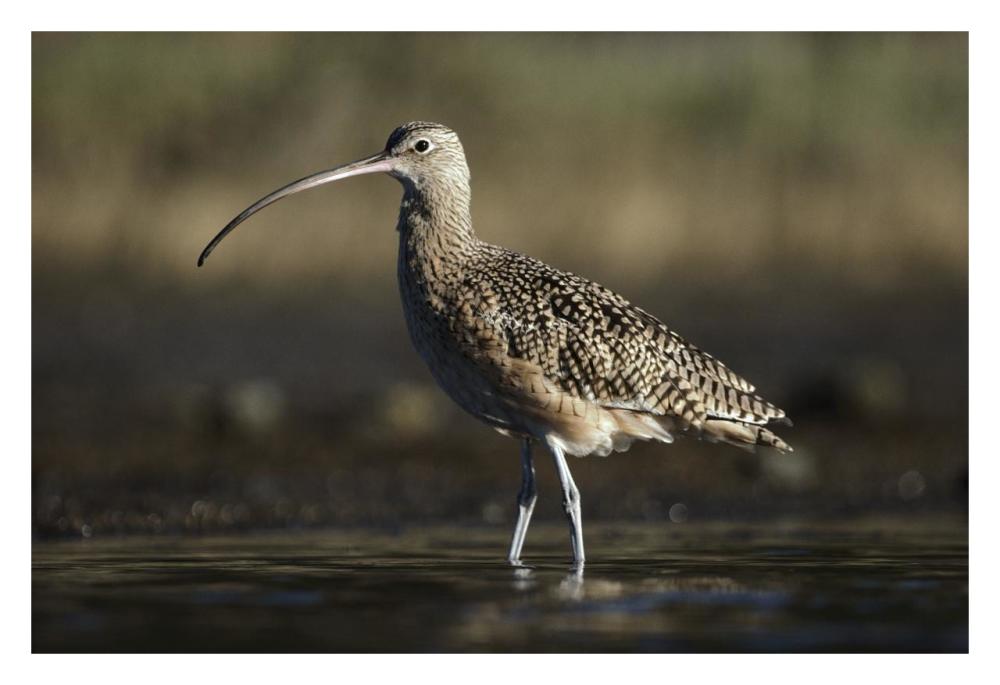 Long-billed Curlew wading, North America-Paper Art-32"x22"