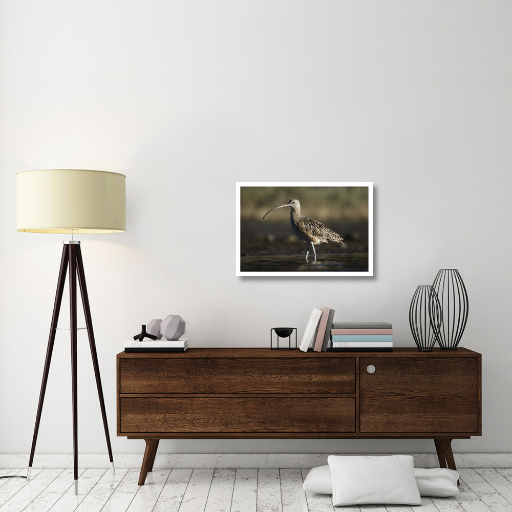 Long-billed Curlew wading, North America-Paper Art-32&quotx22"