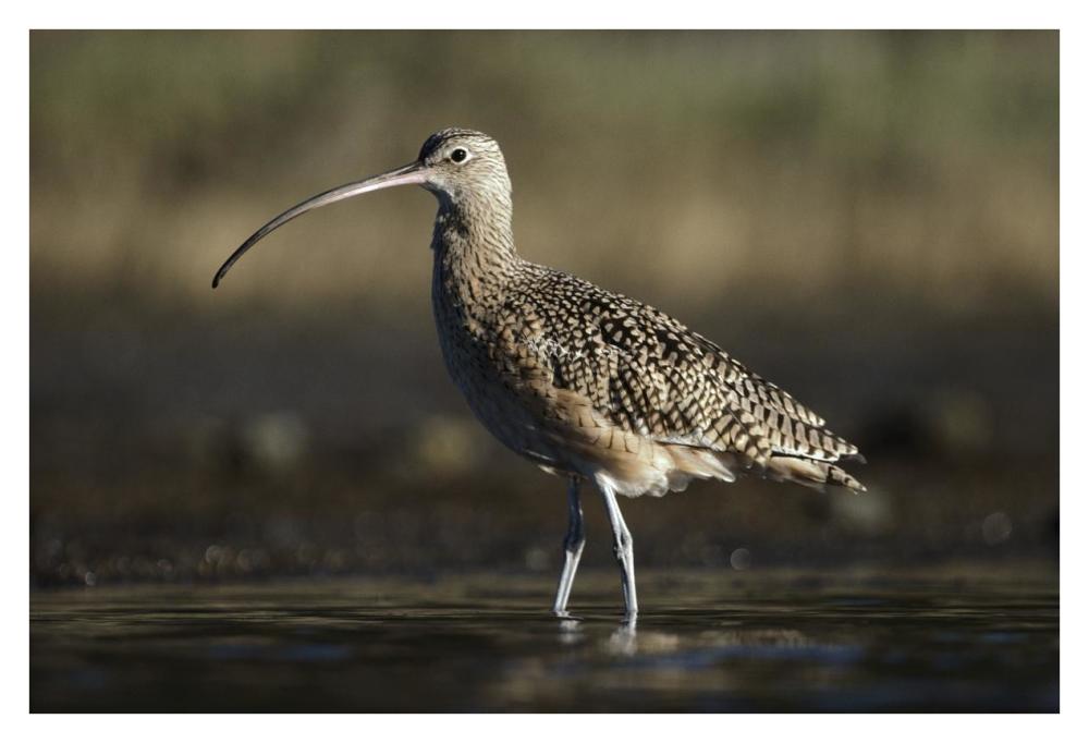 Long-billed Curlew wading, North America-Paper Art-38"x26"