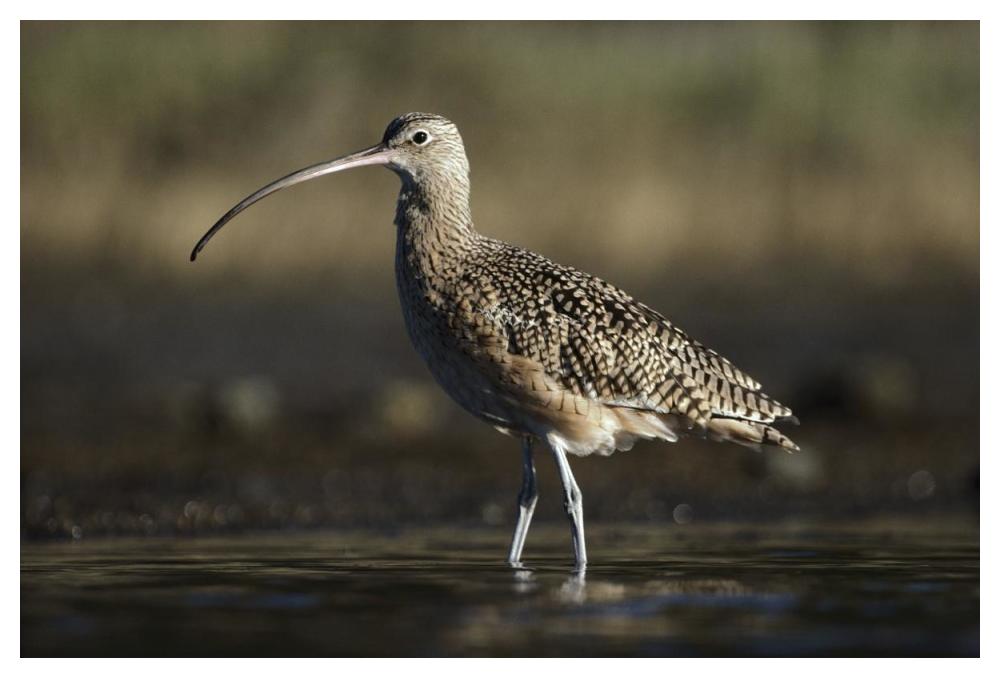 Long-billed Curlew wading, North America-Paper Art-50"x34"