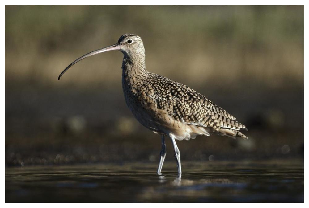 Long-billed Curlew wading, North America-Paper Art-62"x42"