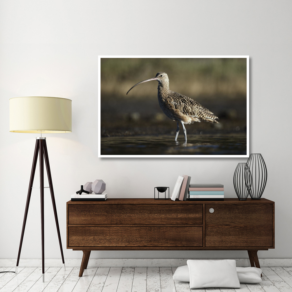 Long-billed Curlew wading, North America-Paper Art-62&quotx42"