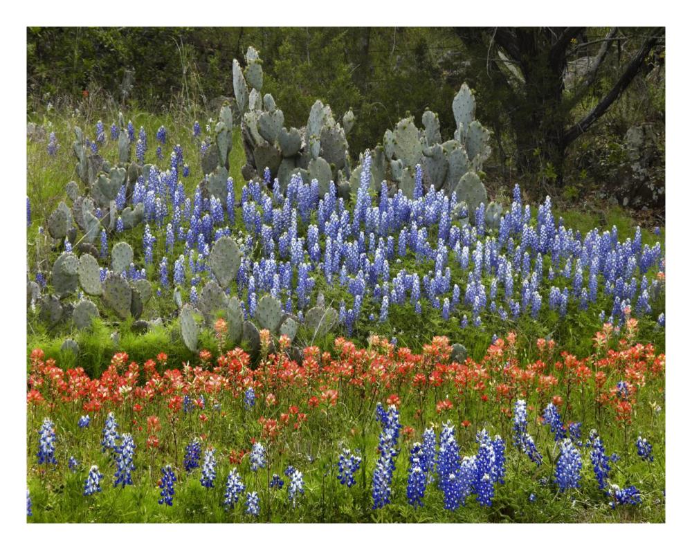 Bluebonnet and Pricky Pear cactus, Texas-Paper Art-26"x20"