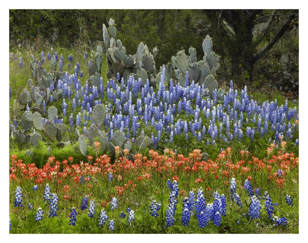 Bluebonnet and Pricky Pear cactus, Texas-Paper Art-34"x26"