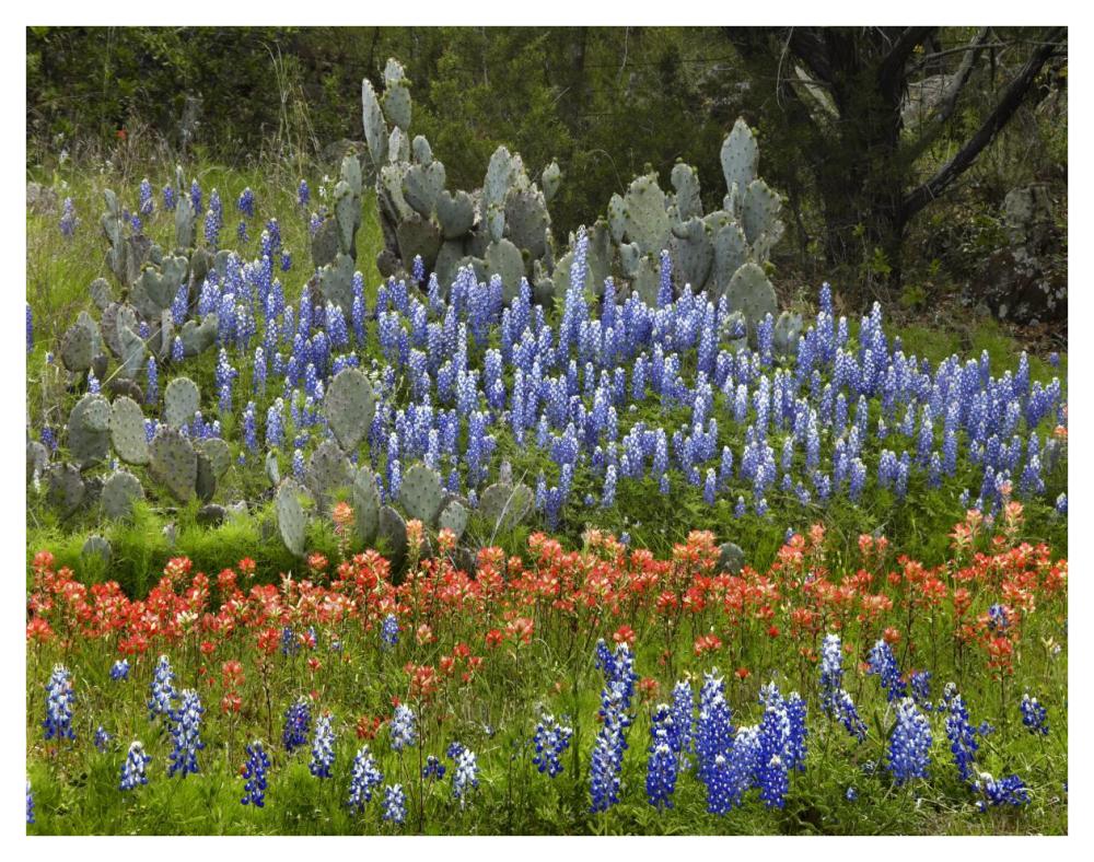 Bluebonnet and Pricky Pear cactus, Texas-Paper Art-42"x32"
