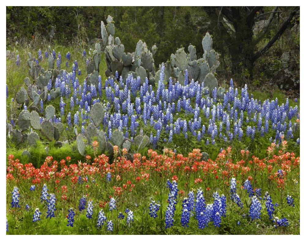 Bluebonnet and Pricky Pear cactus, Texas-Paper Art-50"x38"