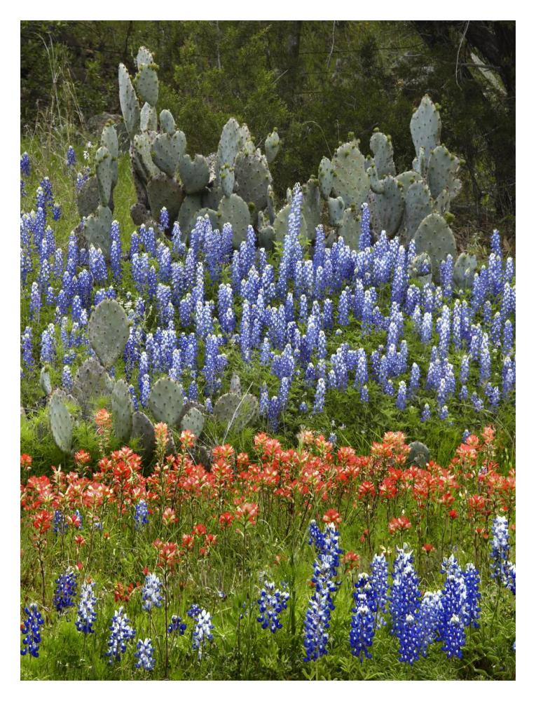 Bluebonnet and Pricky Pear cactus, Texas-Paper Art-14"x18"